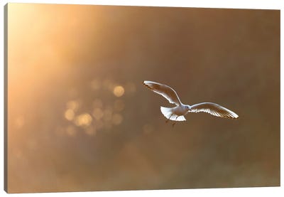 Black-Headed Gull At Sunrise Canvas Art Print