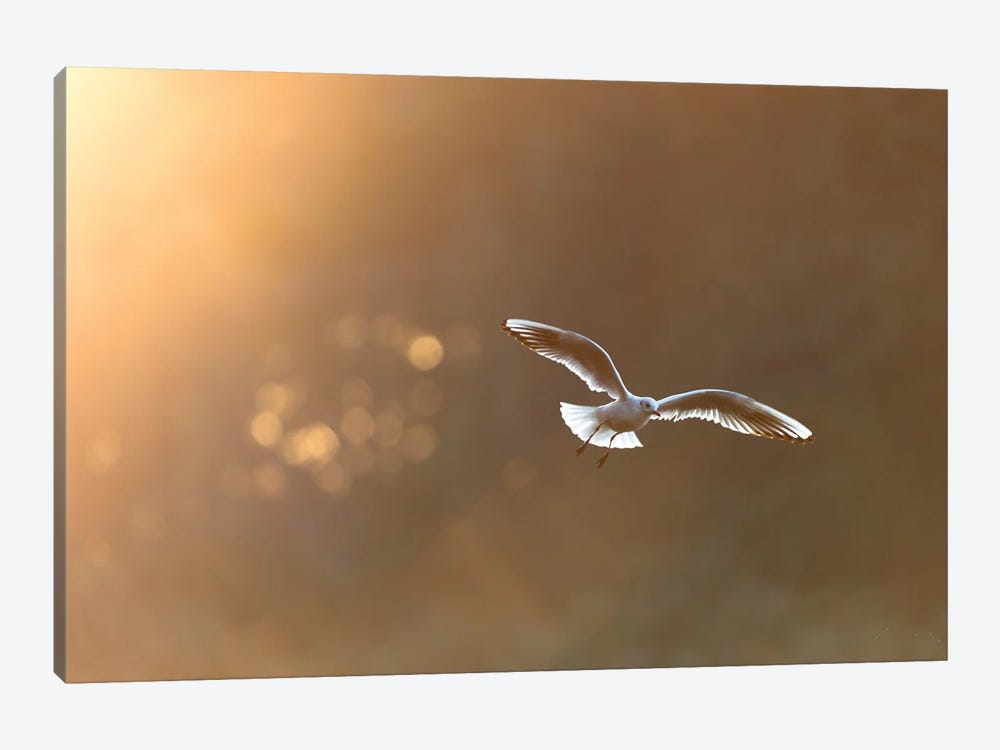 Black-Headed Gull At Sunrise by Mateusz Piesiak 1-piece Canvas Print