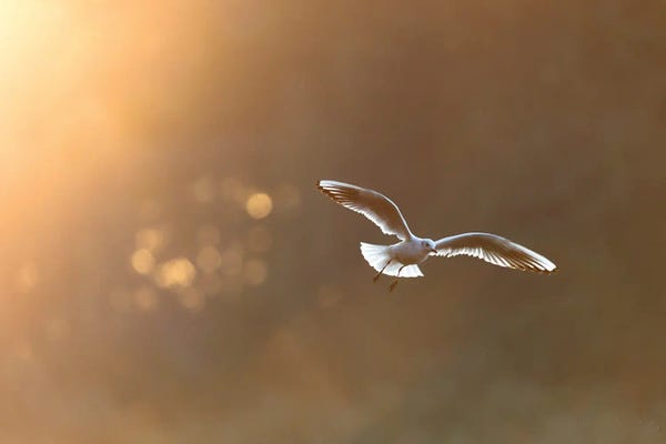 Mateusz Piesiak: Black-Headed Gull At Sunrise by Mateusz Piesiak