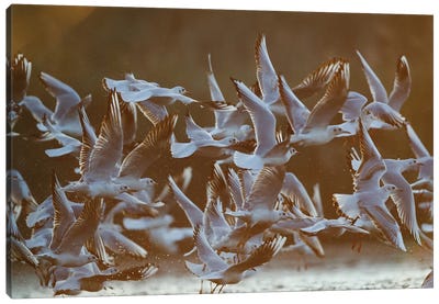 Gulls At Sunrise I Canvas Art Print - Mateusz Piesiak