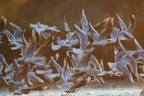 Mateusz Piesiak: Gulls At Sunrise I by Mateusz Piesiak