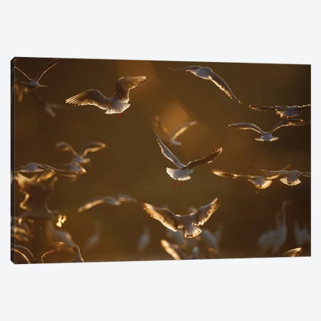 Gulls At Sunrise II Canvas Print #MTU144} by Mateusz Piesiak Canvas Artwork