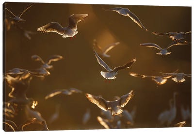 Gulls At Sunrise II Canvas Art Print - Mateusz Piesiak
