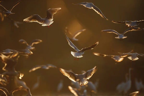 Mateusz Piesiak: Gulls At Sunrise II by Mateusz Piesiak
