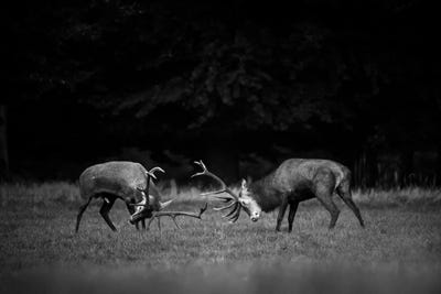 Encounter by Mateusz Piesiak canvas print