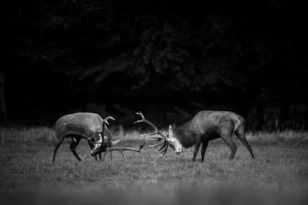 Encounter