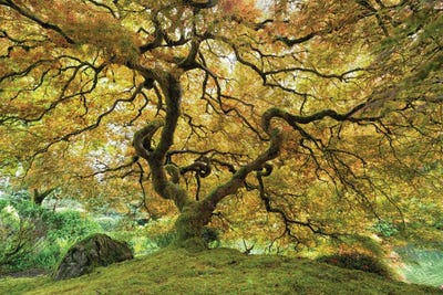 Fairy Tale Tree by Mateusz Piesiak framed canvas print