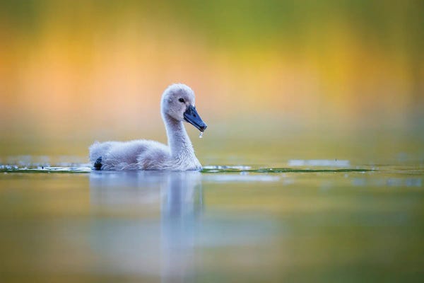 Mateusz Piesiak: Cygnet by Mateusz Piesiak