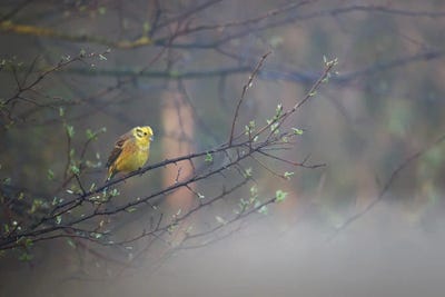 Yellowhammer II by Mateusz Piesiak canvas print