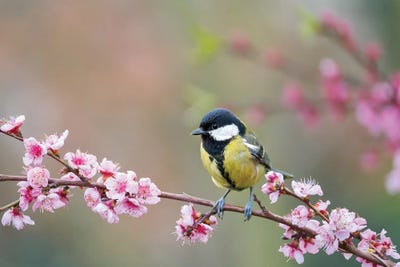Great Tit In Spring by Mateusz Piesiak canvas print