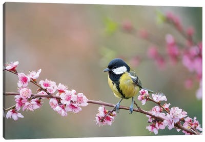 Great Tit In Spring Canvas Art Print