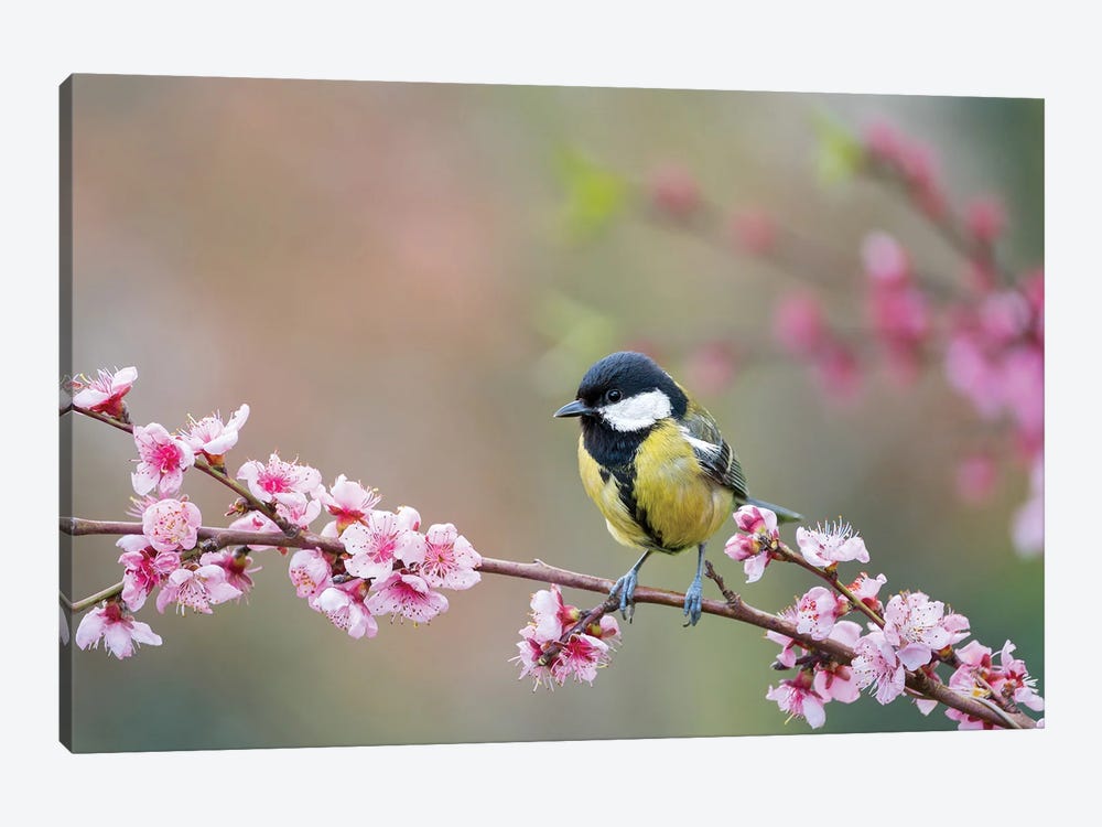 Great Tit In Spring by Mateusz Piesiak 1-piece Canvas Artwork