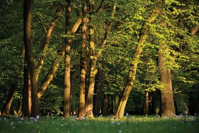 Spring Forest by Mateusz Piesiak framed canvas print