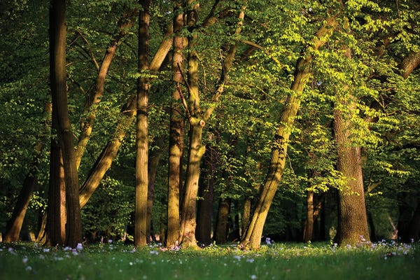 Mateusz Piesiak: Spring Forest by Mateusz Piesiak