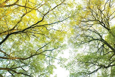 Spring Trees by Mateusz Piesiak canvas print