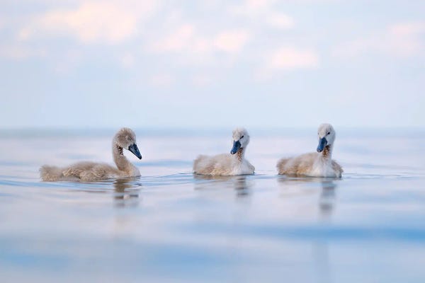 Mateusz Piesiak: Cygnets by Mateusz Piesiak