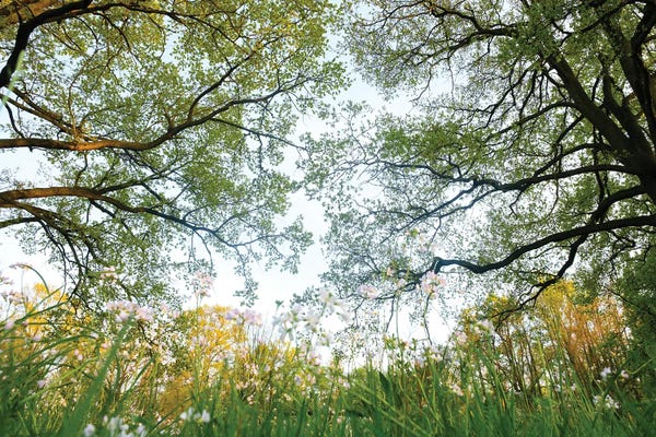 Mateusz Piesiak: Spring Forest II by Mateusz Piesiak