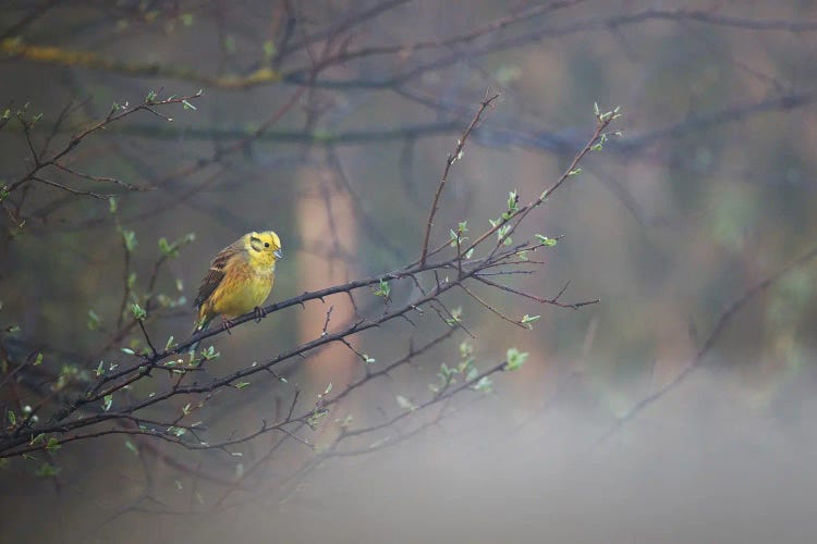 Yellowhammer II