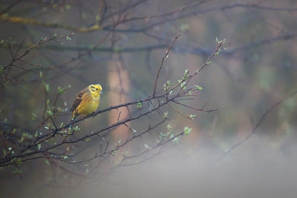 Mateusz Piesiak: Yellowhammer II by Mateusz Piesiak