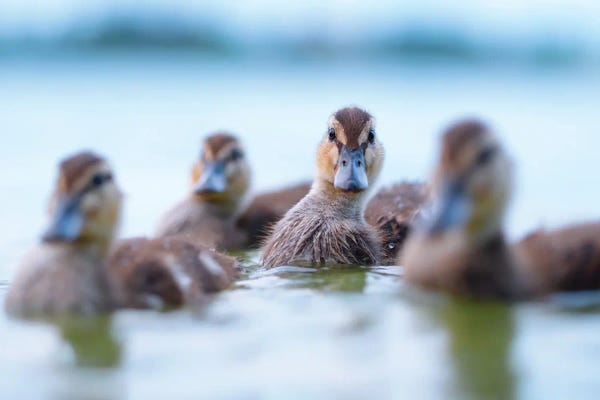 Mateusz Piesiak: Portrait Of A Duckling by Mateusz Piesiak