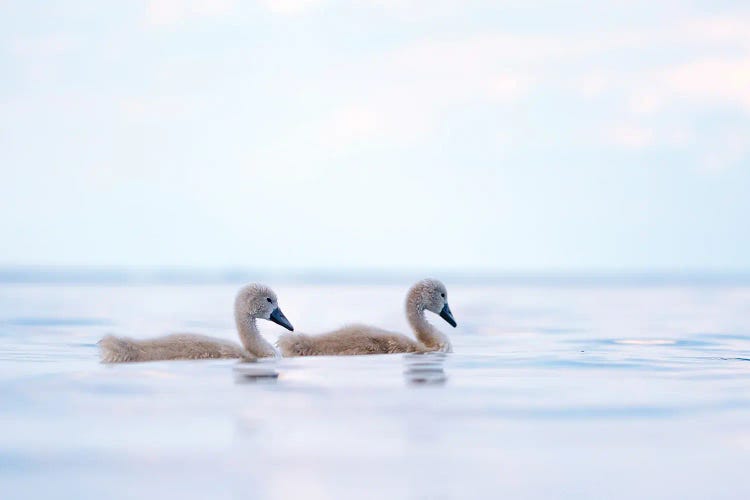 Cygnets II