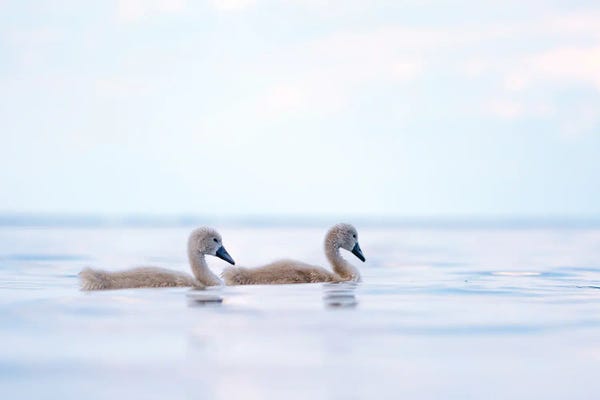 Mateusz Piesiak: Cygnets II by Mateusz Piesiak