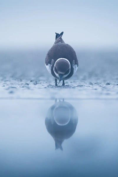 Reflection II
