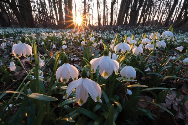 Mateusz Piesiak: Snowdrops I by Mateusz Piesiak