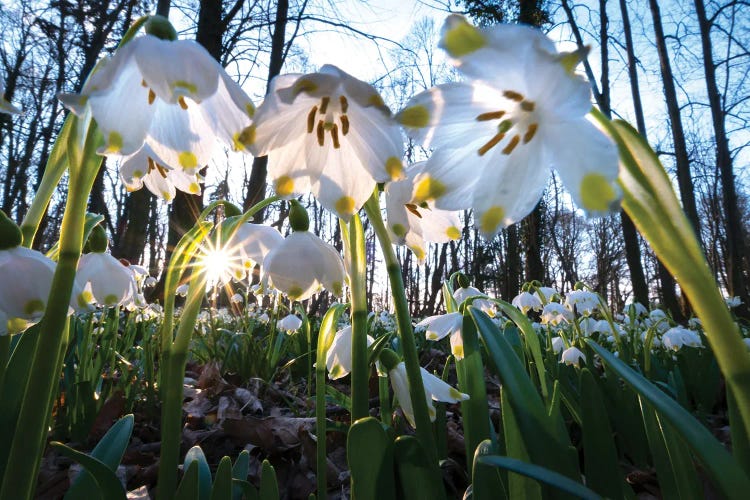Snowdrops II by Mateusz Piesiak wall art