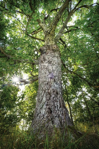 Old Oak by Mateusz Piesiak canvas print