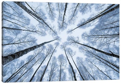 Winter Trees I Canvas Art Print - Rustic Winter
