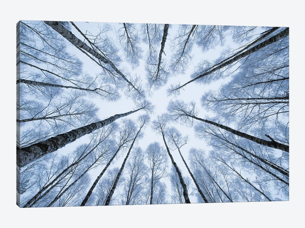Winter Trees I by Mateusz Piesiak 1-piece Art Print