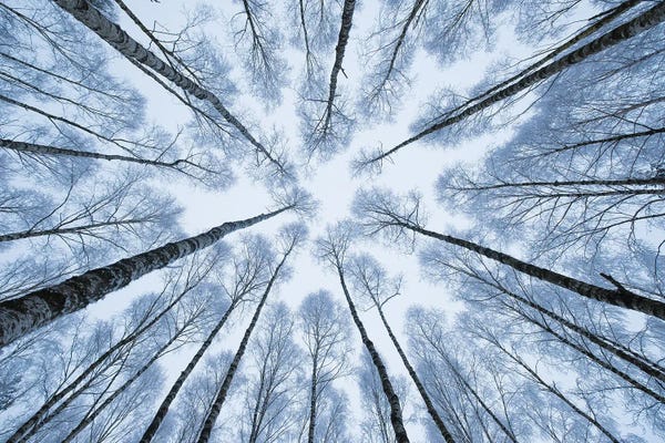 Mateusz Piesiak: Winter Trees I by Mateusz Piesiak