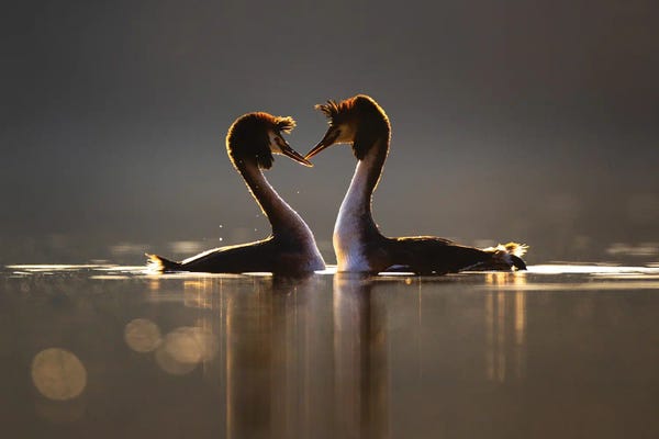 Mateusz Piesiak: Love by Mateusz Piesiak