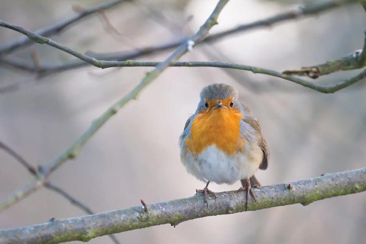 Robin