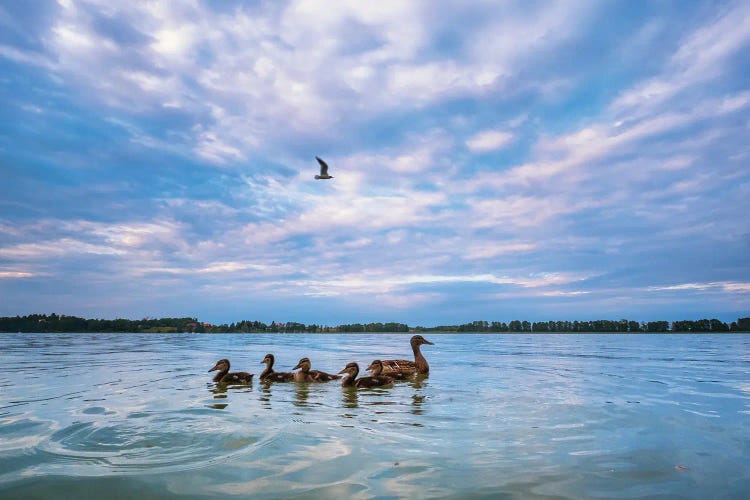 Mallard Ducks by Mateusz Piesiak wall art