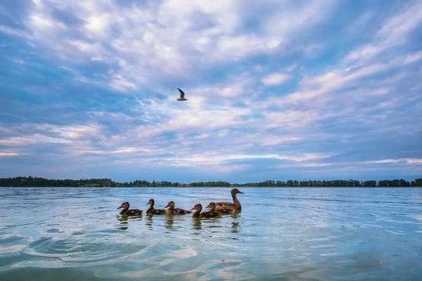 Mateusz Piesiak: Mallard Ducks by Mateusz Piesiak