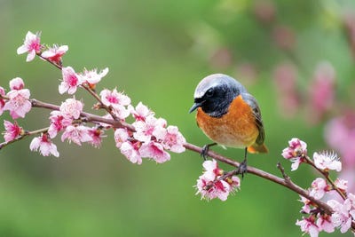 Spring Bird by Mateusz Piesiak canvas print