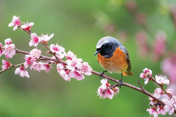 Mateusz Piesiak: Spring Bird by Mateusz Piesiak