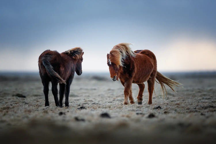 Icelandic Horses