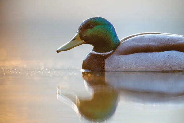 Mateusz Piesiak: Mallard by Mateusz Piesiak