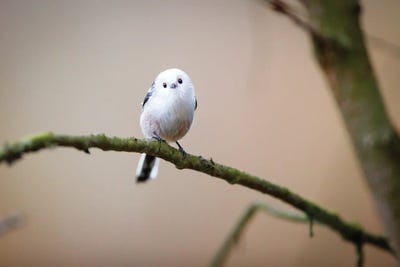 Are You Angry At Me? by Mateusz Piesiak canvas print