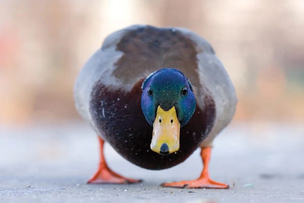 Mateusz Piesiak: Portrait Of The Mallard by Mateusz Piesiak