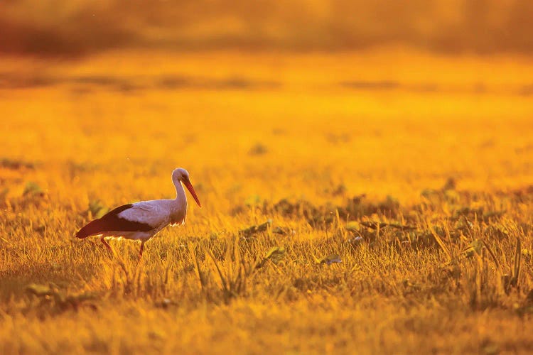 White Stork At Sunrise