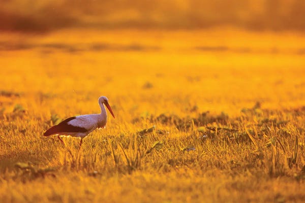 Mateusz Piesiak: White Stork At Sunrise by Mateusz Piesiak