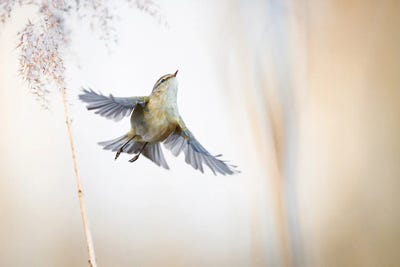 Ethereal by Mateusz Piesiak framed canvas print