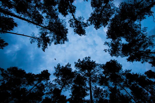 Mateusz Piesiak: The Bat by Mateusz Piesiak