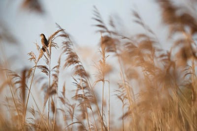 Reed Singer by Mateusz Piesiak canvas print