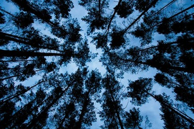 Night Forest by Mateusz Piesiak framed canvas print