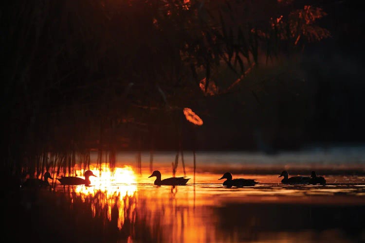 Ducks At Sunrise